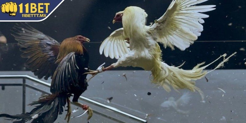 Giới thiệu sân chơi đá gà Mỹ