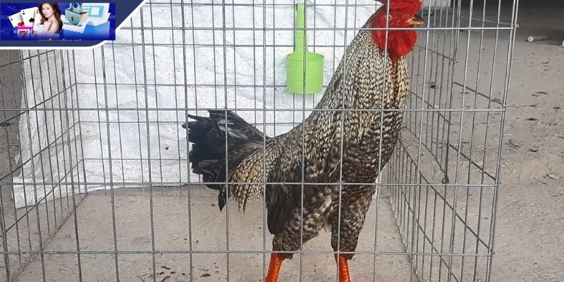 Hình tượng gà cú trong đời sống thường ngày