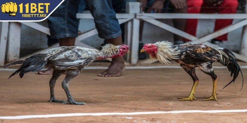 Một số hình thức đá gà